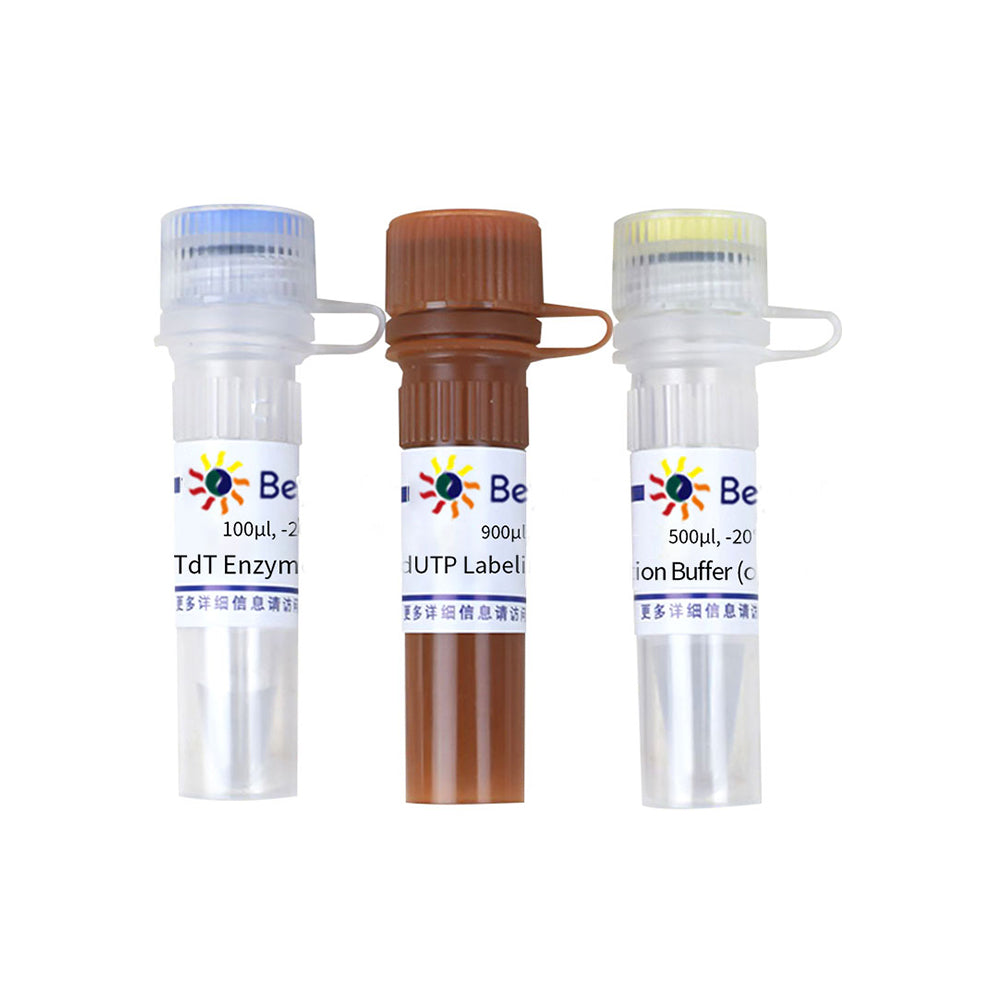 One Step TUNEL Apoptosis Assay Kit (Red Fluorescence), 20T