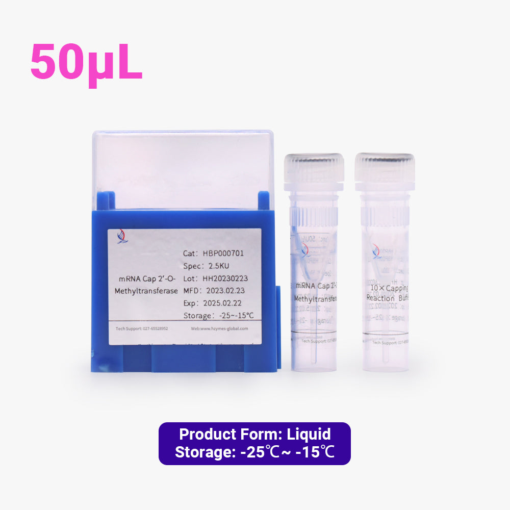mRNA Cap2'-O-甲基轉移酶，50 單位/μL 活性，50 μL