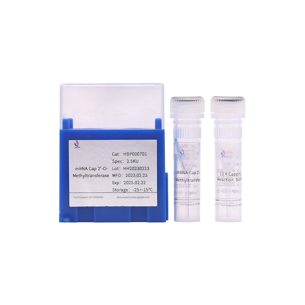 mRNA Cap2'-O-甲基轉移酶，50 單位/μL 活性，1 mL